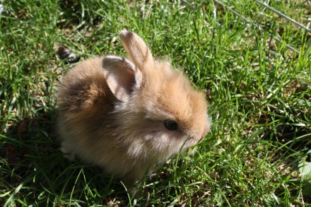 dwarf-rabbit-270000_1920